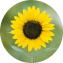 Sunflower, Navy Blue boat tour guest at Sarakiniko in Milos